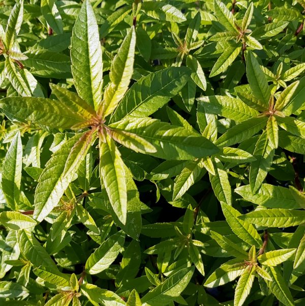 Sirop de Verveine BIO 50cl – Image 2
