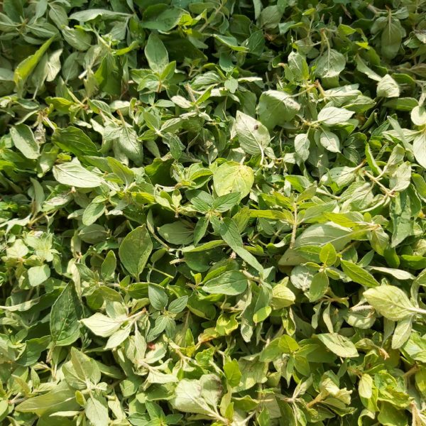 Origan BIO – Image 2
